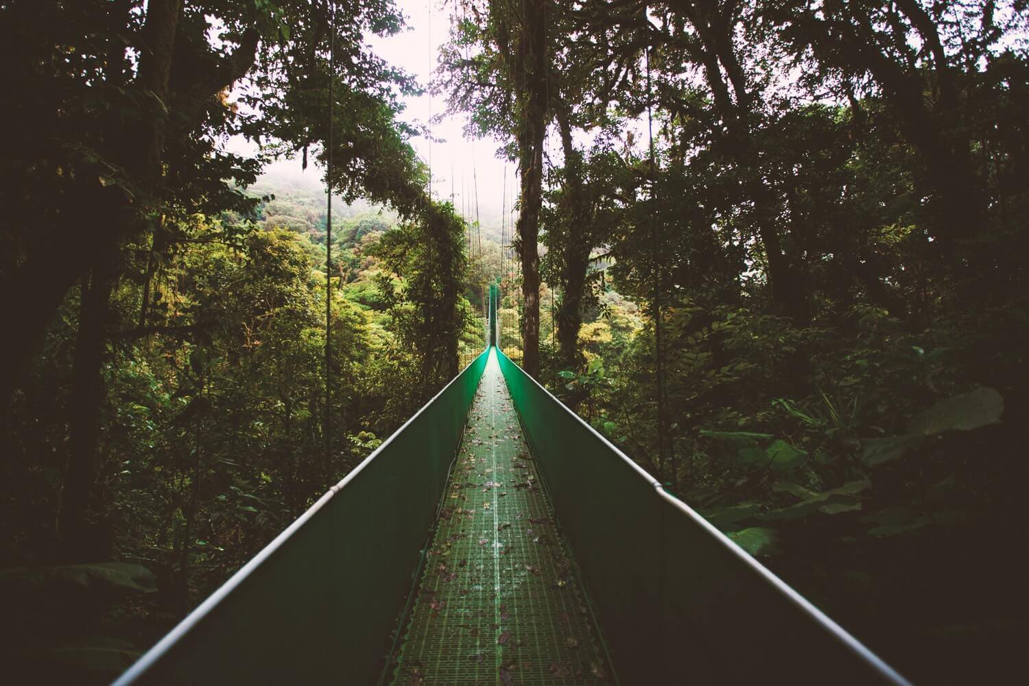 Мост в джунглях Монтеверде