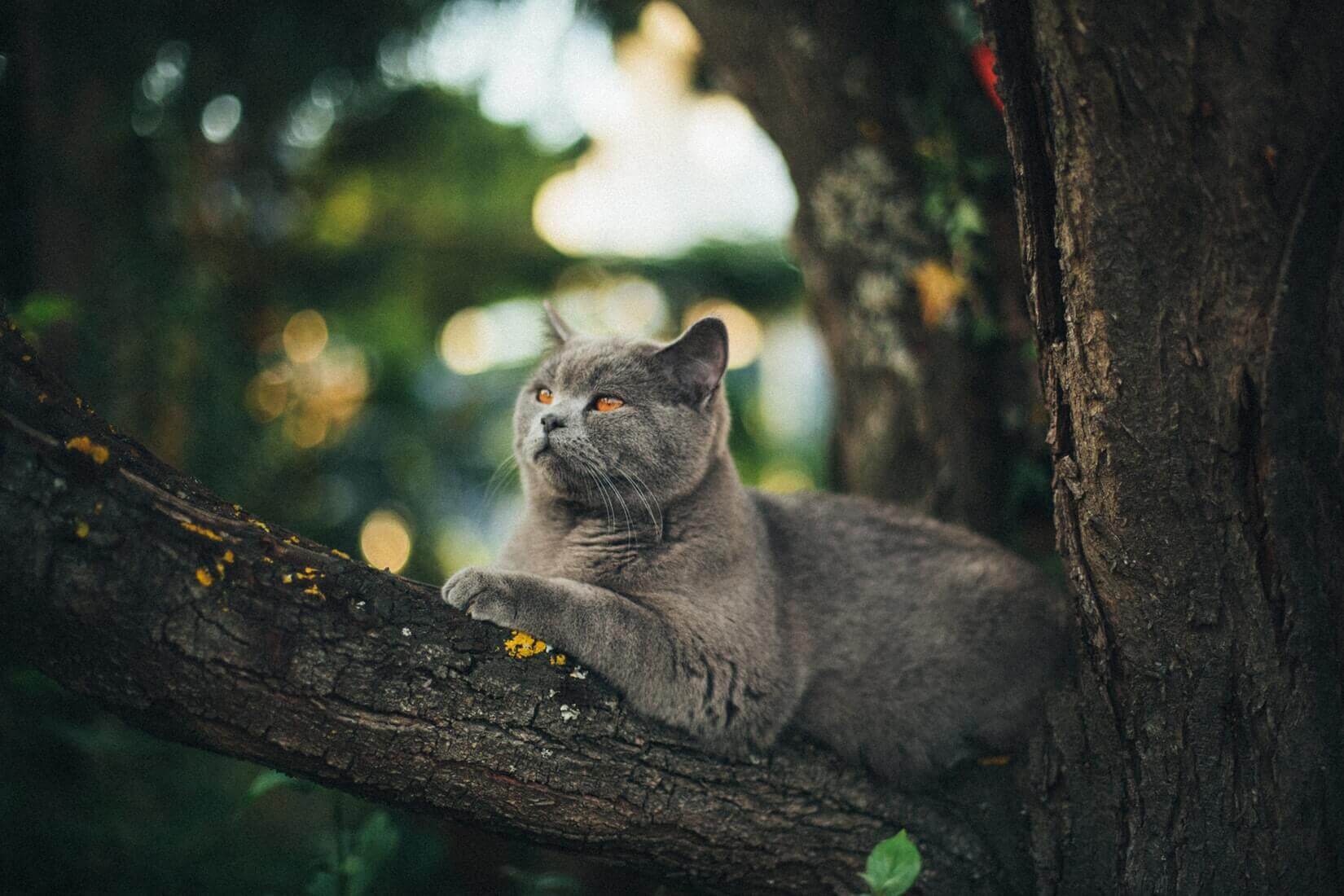 Кот с оранжевыми глазами на ветке дерева