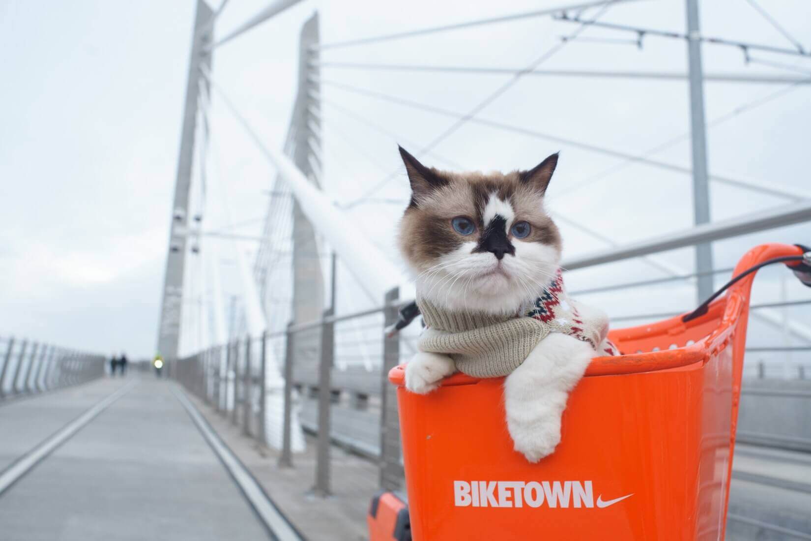 Кот сидит на мосту в корзинке