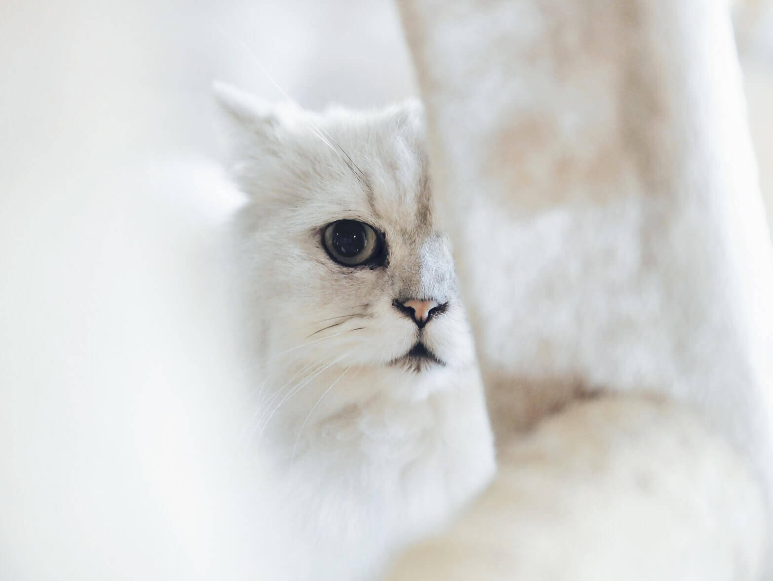Белый кот внимательно смотрит в камеру