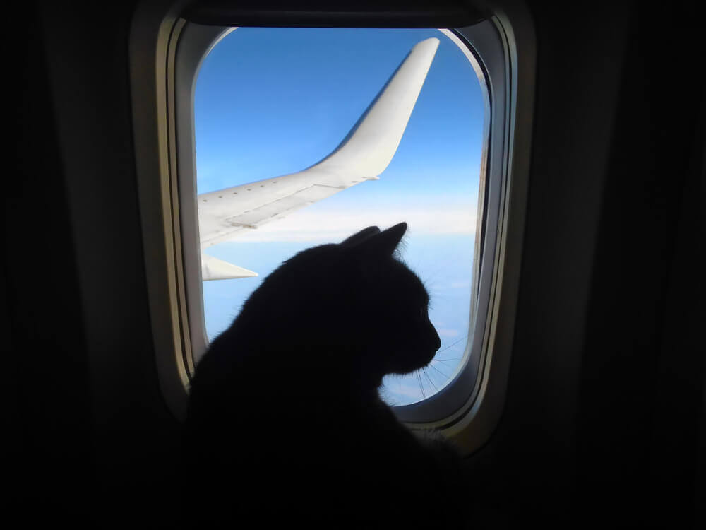 Кот в самолете на фоне крыла