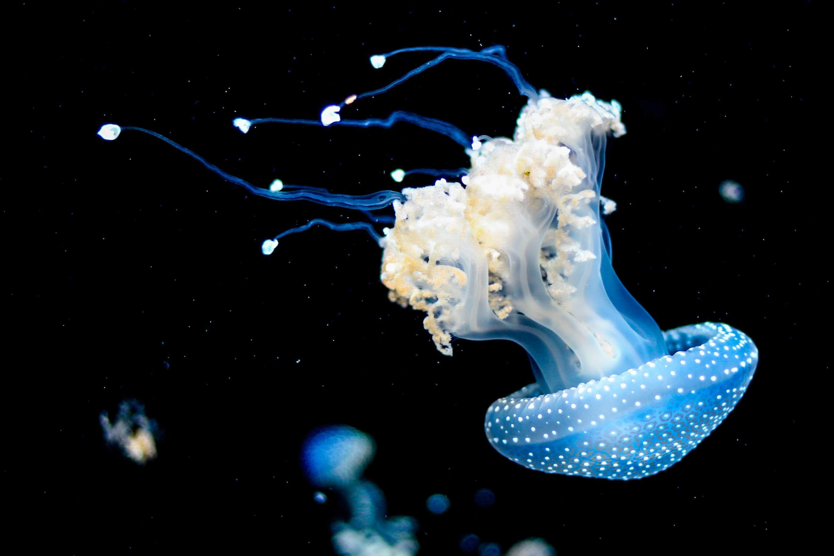 Ожоги от медуз на азовском море